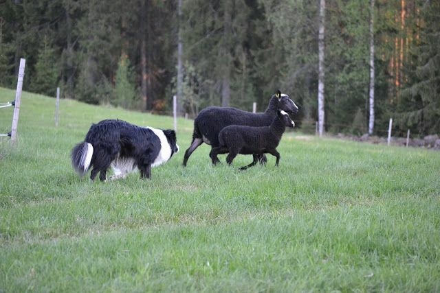 The Border Collie Because There Is No Better Dog