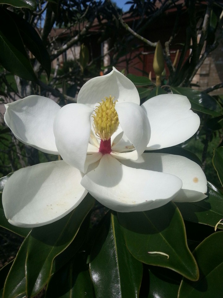 Magnolia flower