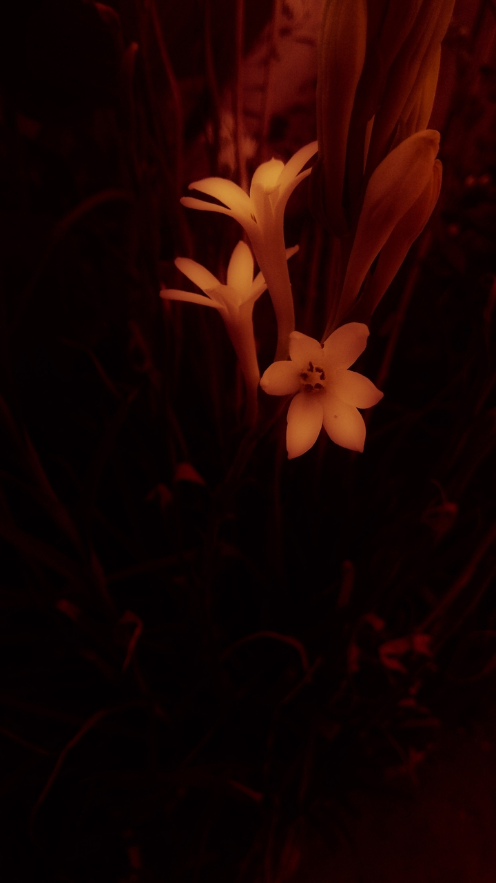 dark flowers