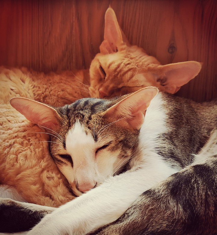 cats