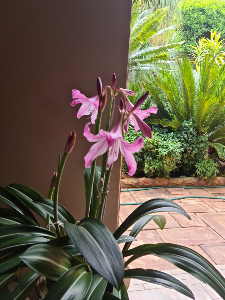 Blooming pink