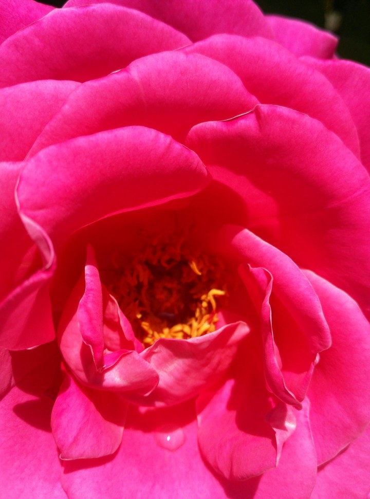 rose