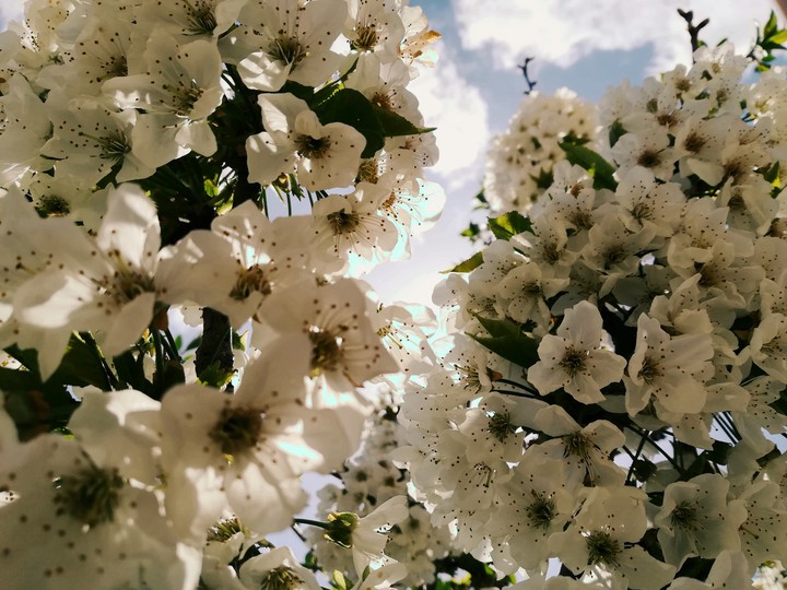 spring