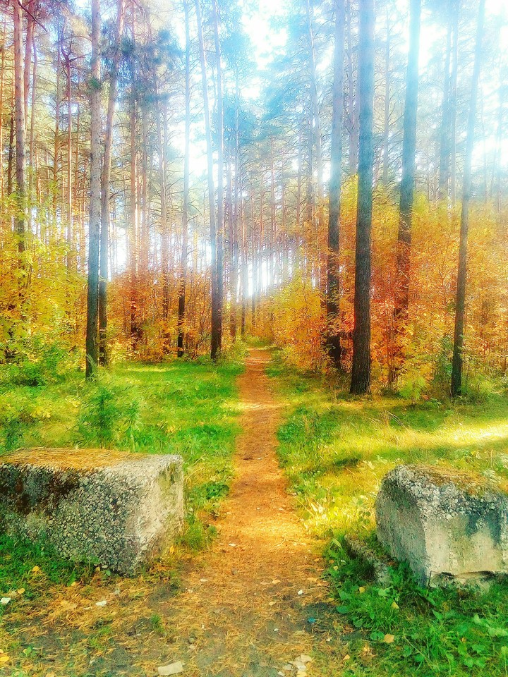 Autumn Walk