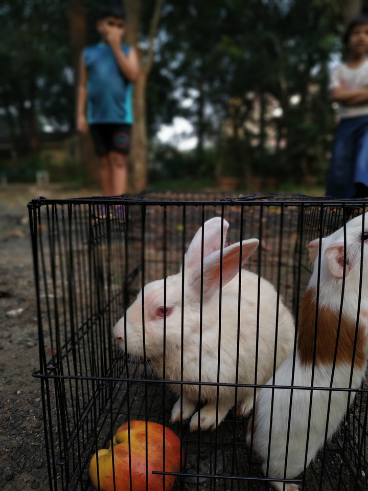 A day again with a Rabit