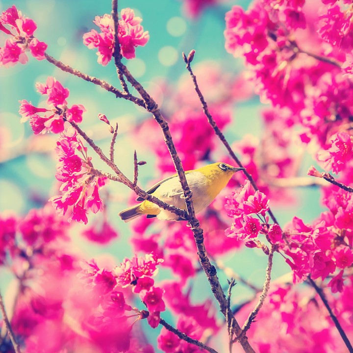Bird