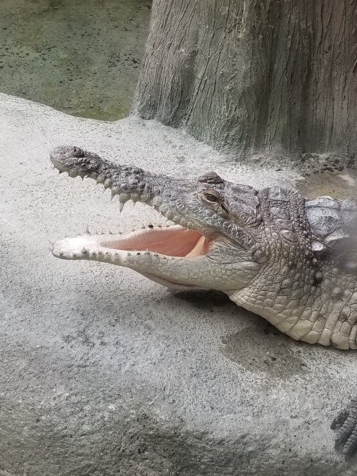 Ms Crocodile