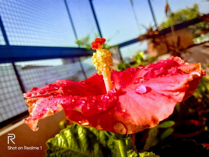 flower beauty