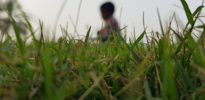 grass..