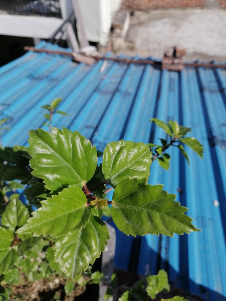 plant