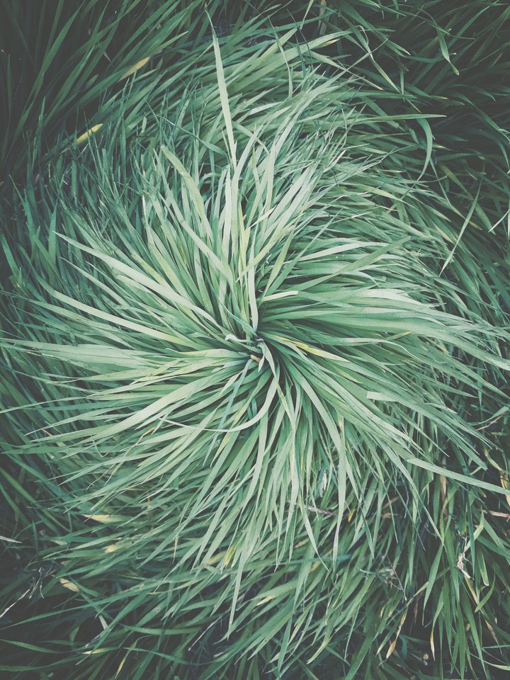 grass