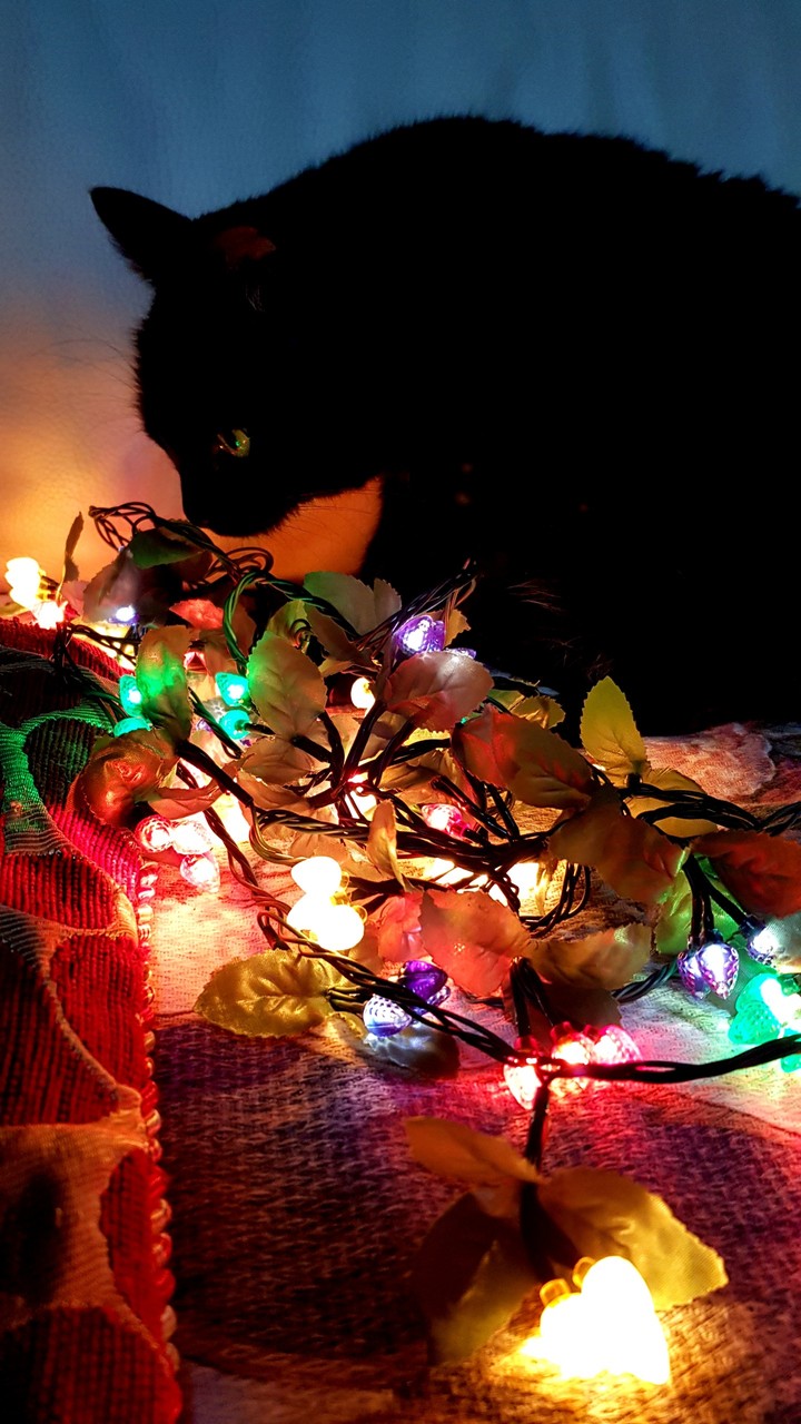 Christmas Cat