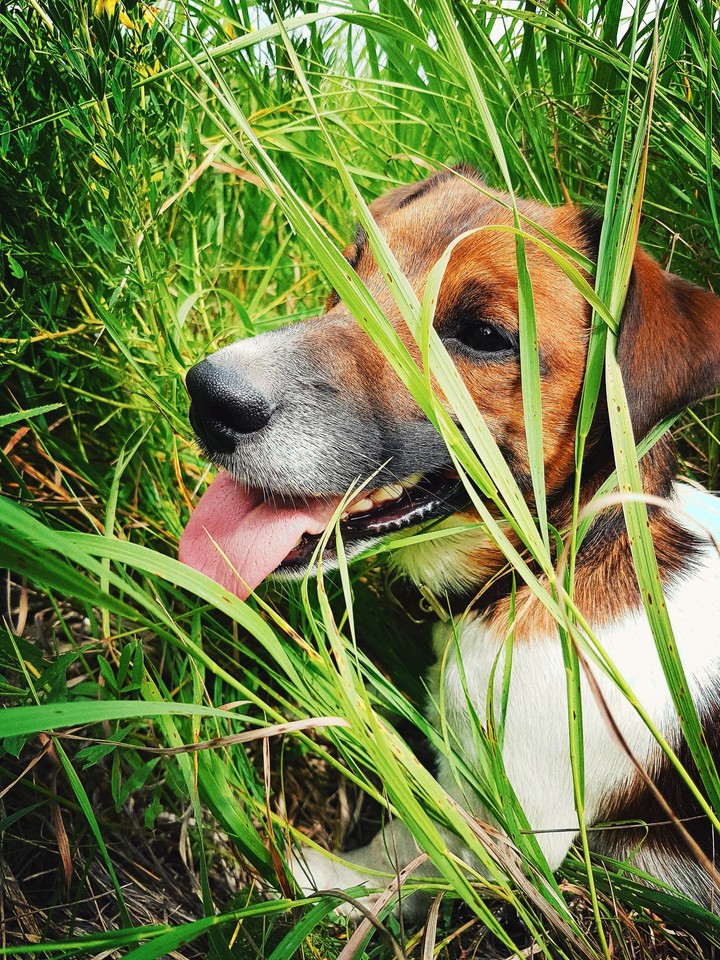 Jack Russell