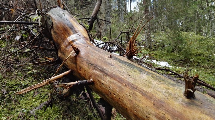 Tree in a Polish forest