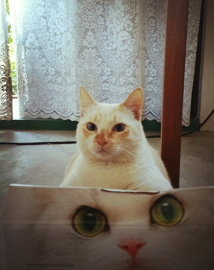 hihi