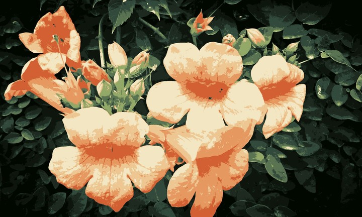 Unknown orange flowers