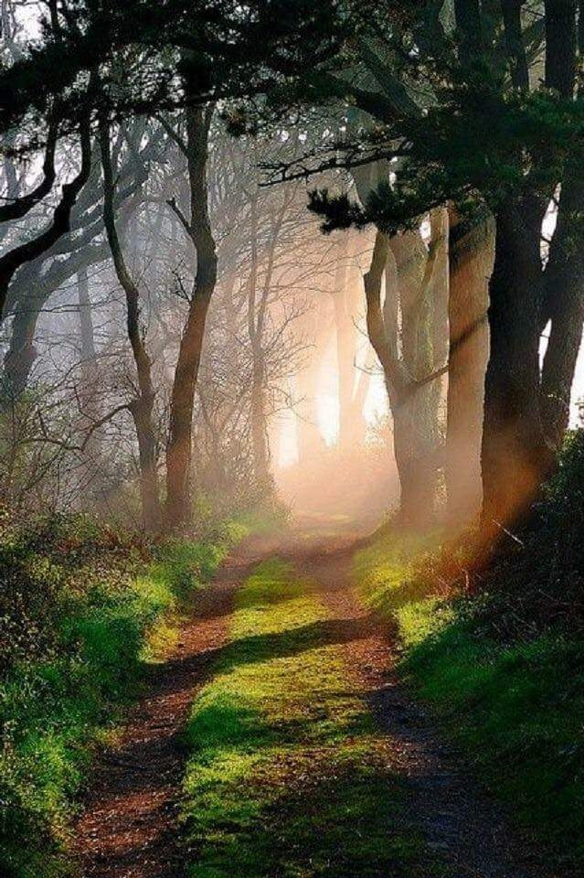forest