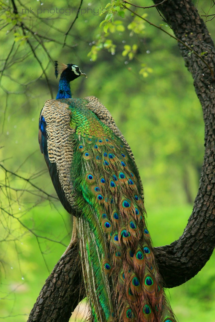 peacock