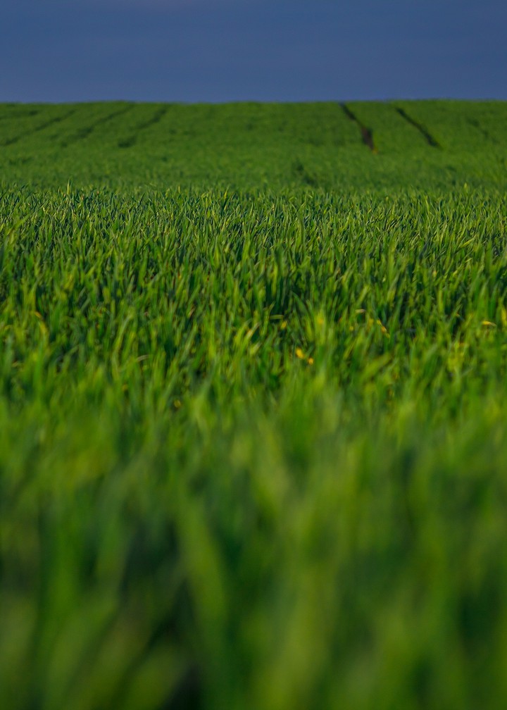 Green field