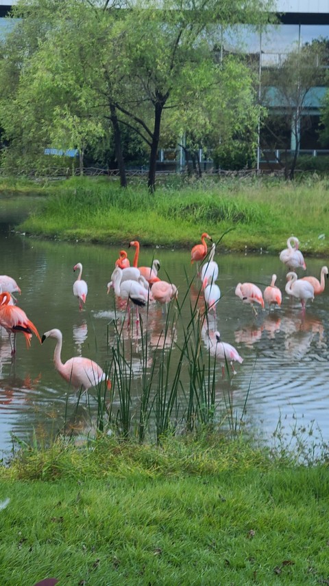 sfondi plant, ecoregion