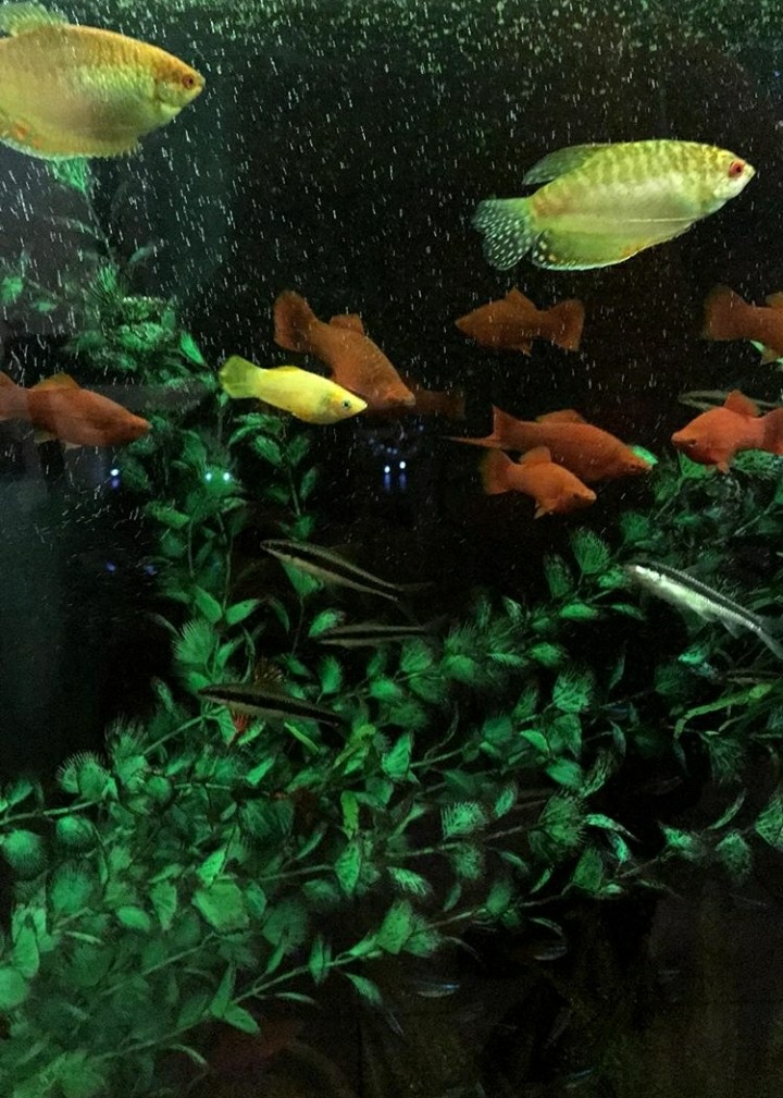Fish