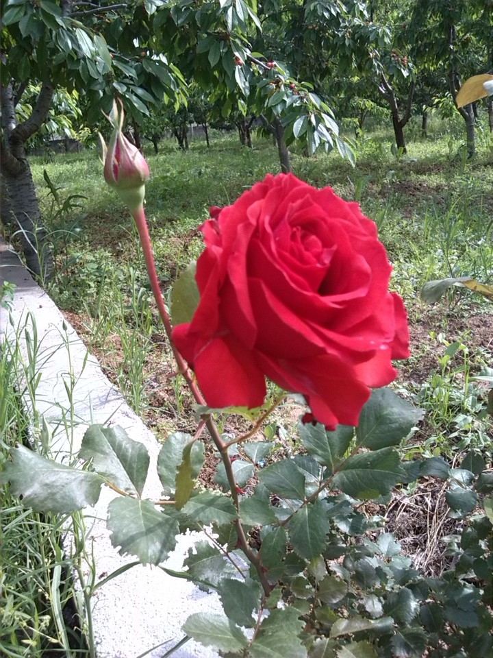 #flower #garden #myflower #love