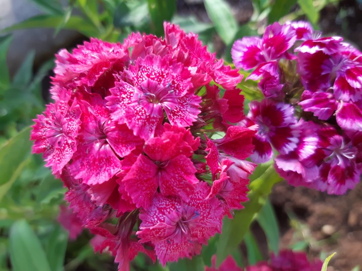 pink