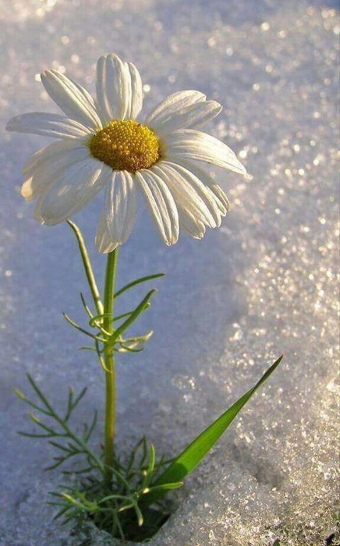 white ?
