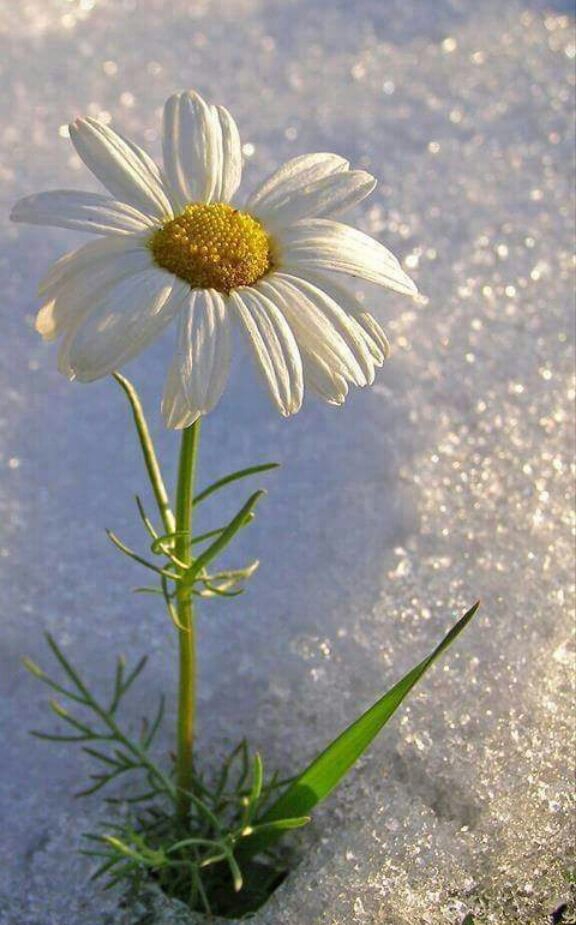 white ?