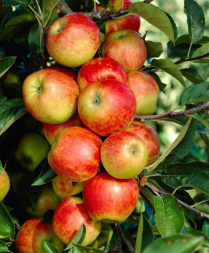 Apple wallpaper
