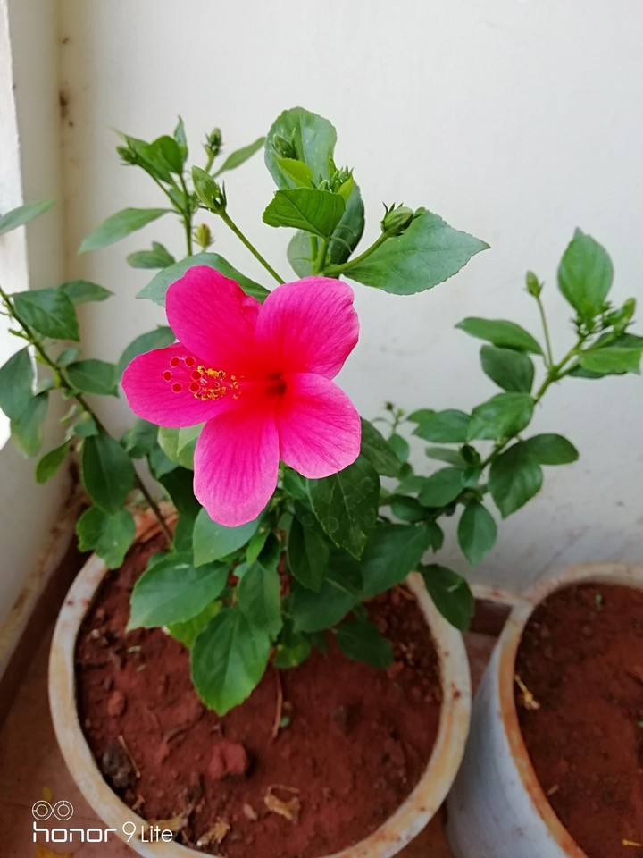 pink flower