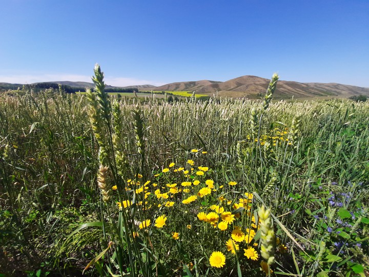 East Kazakhstan.
