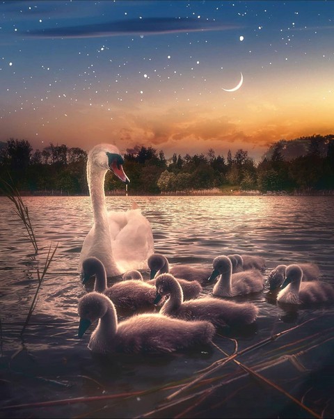 Swans
