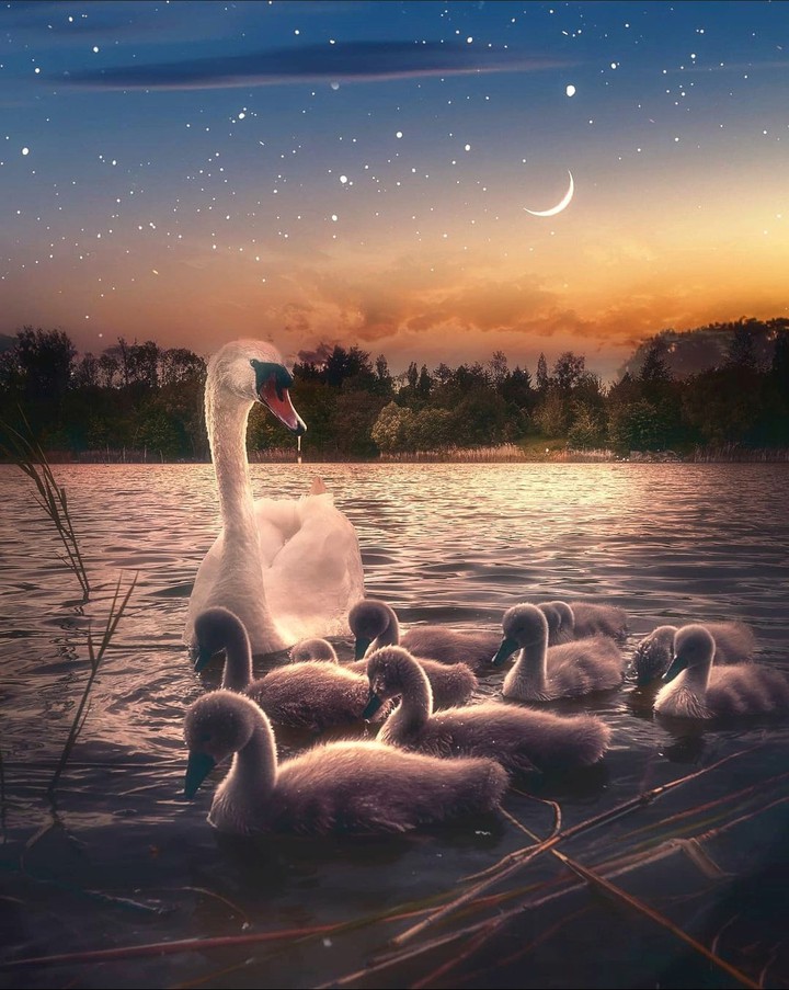 Swans