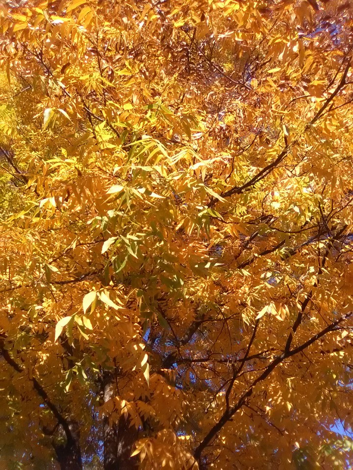 fall