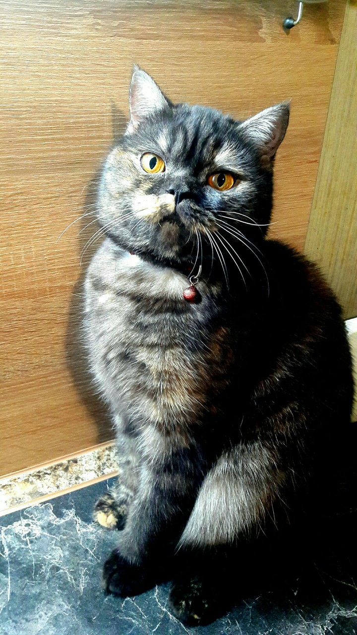 Соня