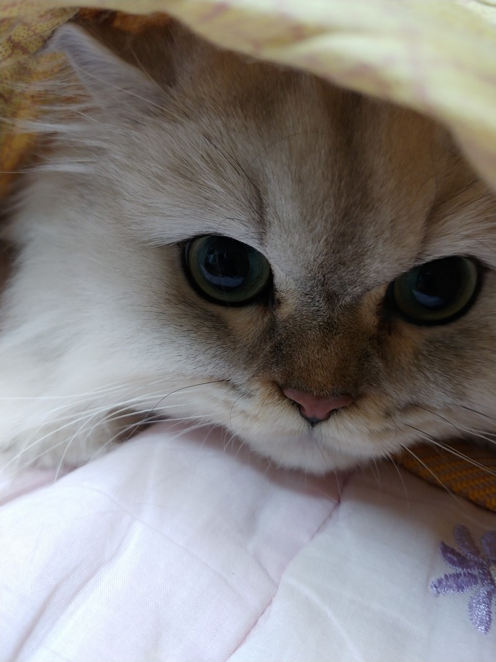 a cat