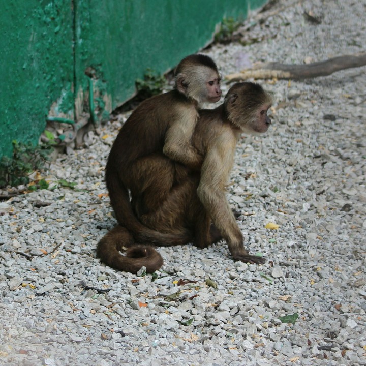 pretty monkey