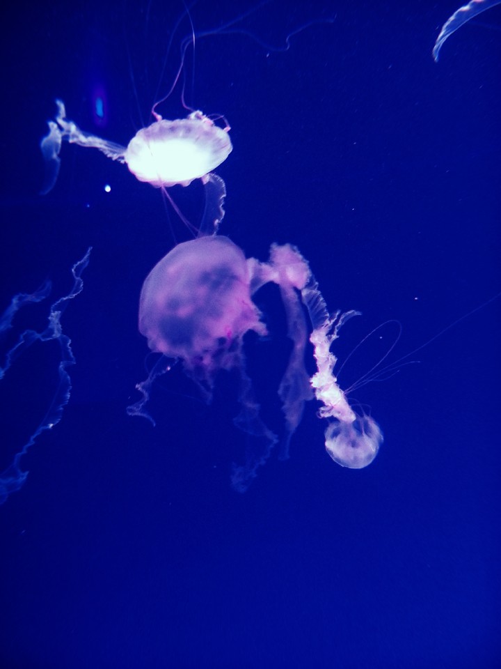 Jellyfish