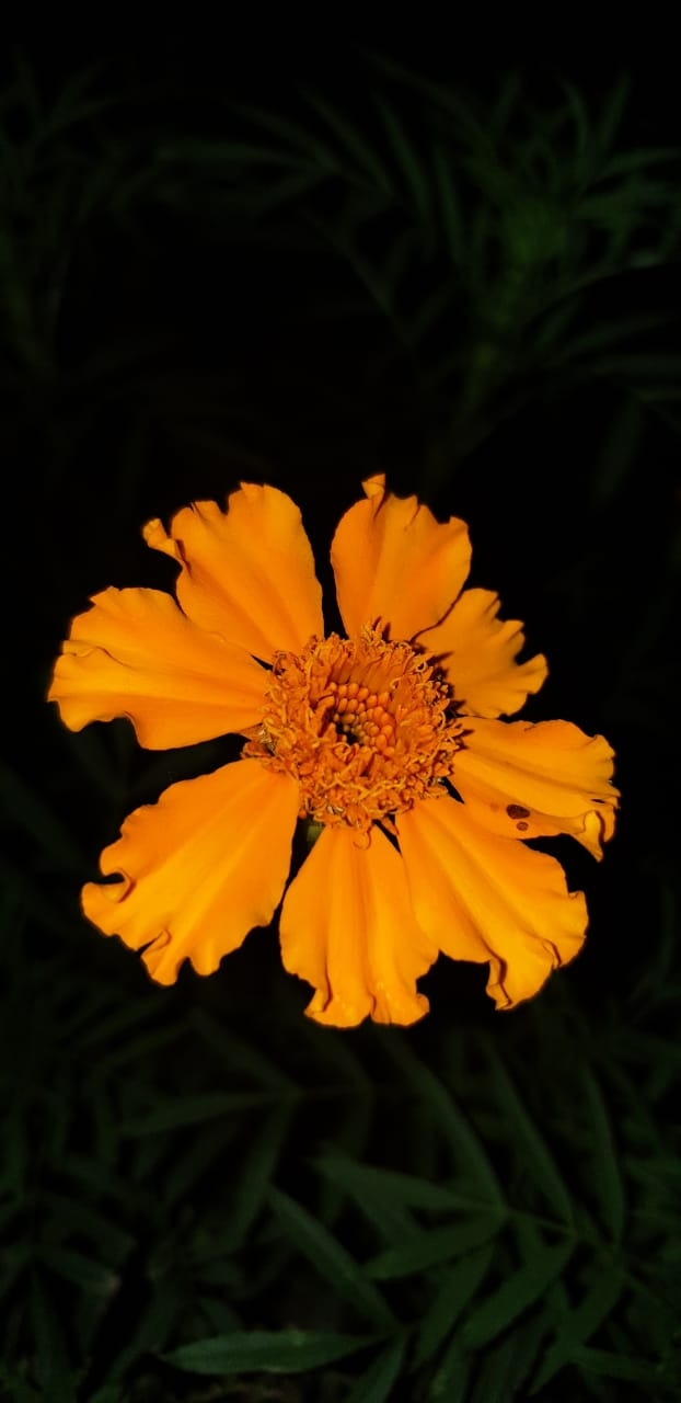 yellow ?