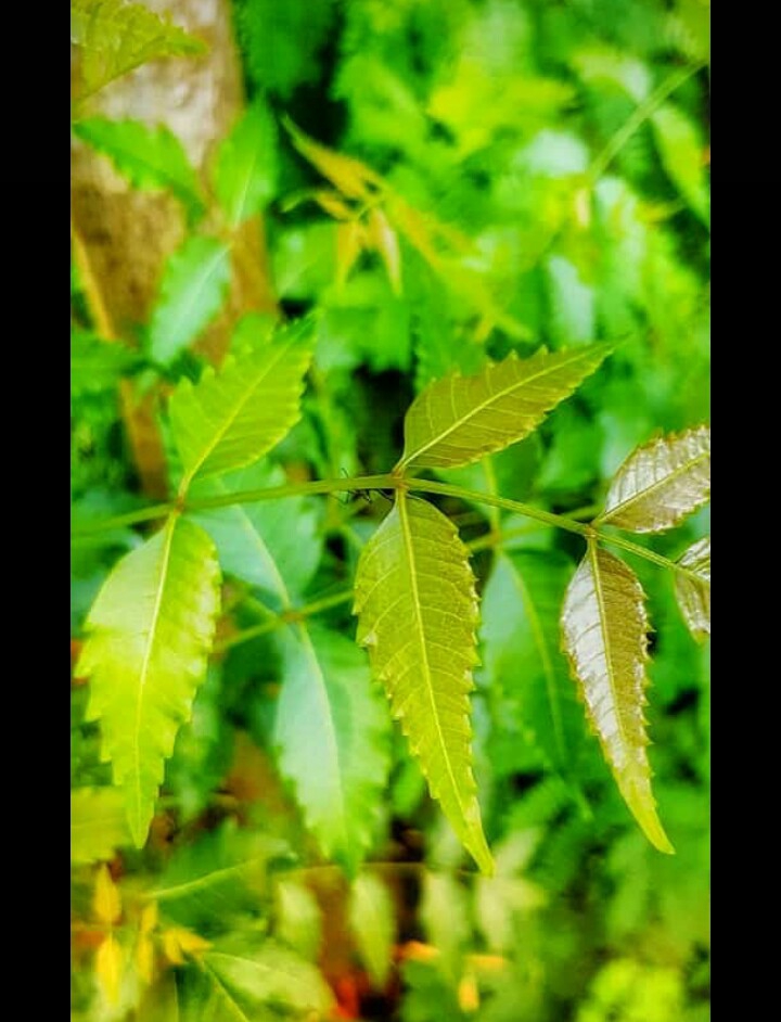 neem
