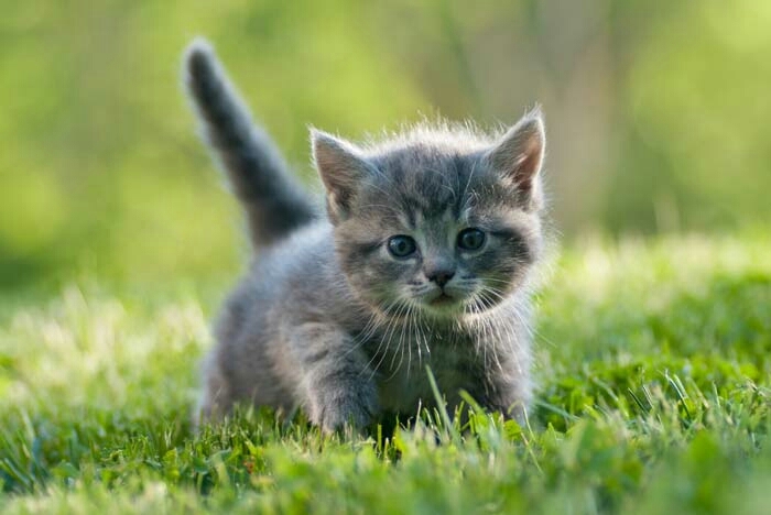 Kitty