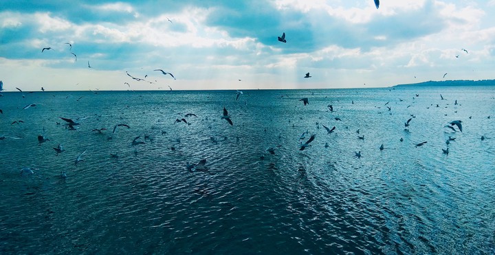 Turkey. İstanbul. Marmara sea. Seagulls.