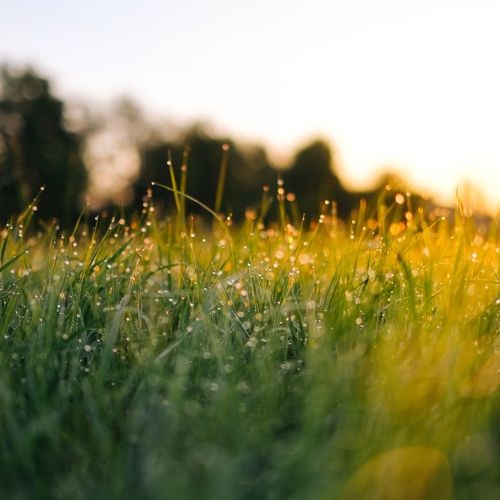 Green Grass during Daytime
