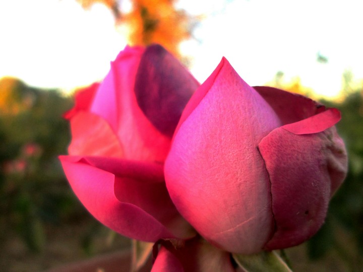 rose