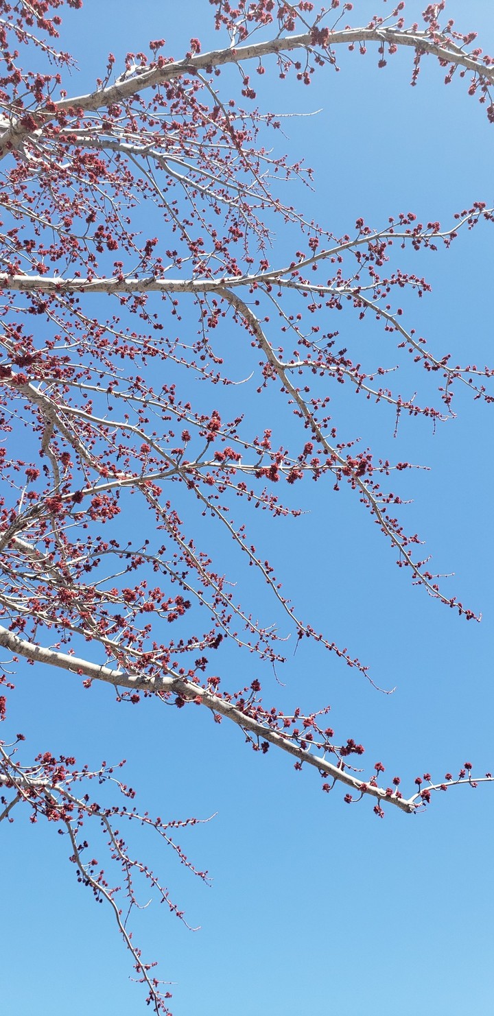 Spring tree