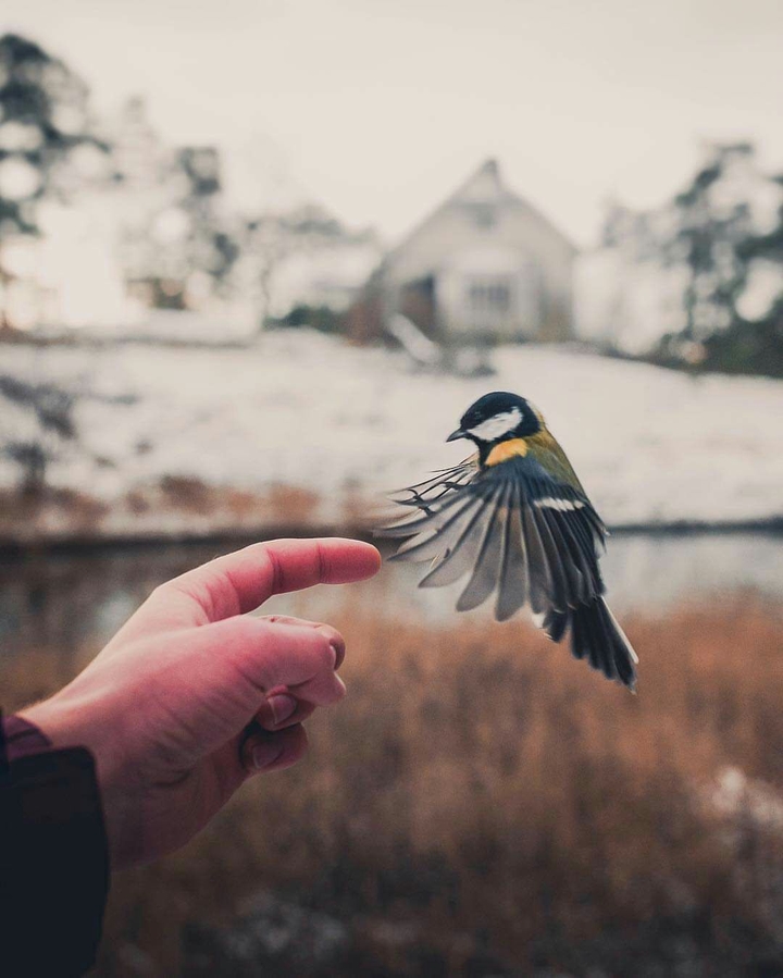 Bird
