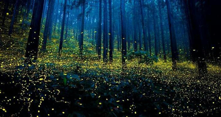 Fireflies...