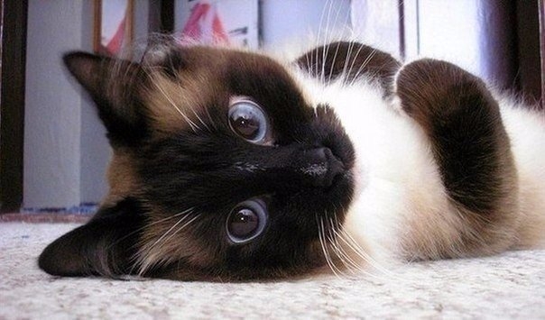 котик