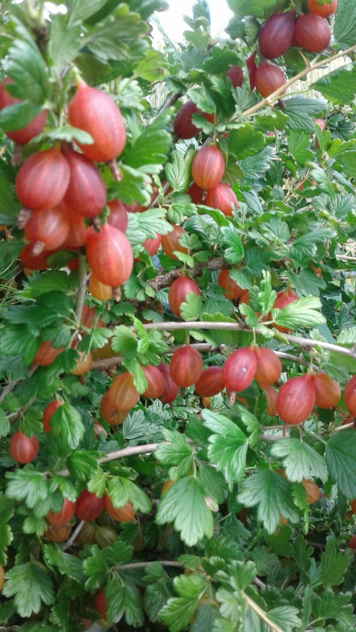 крыжовник